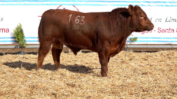 CORRAL 14 – MF. 163