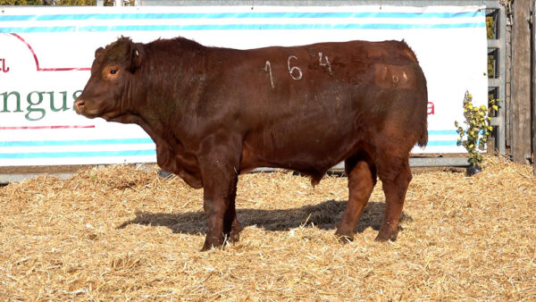 CORRAL 25 – MF. 164