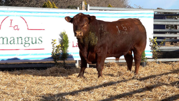 CORRAL 02 – MF. 166