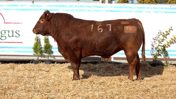 CORRAL 26 – MF. 167