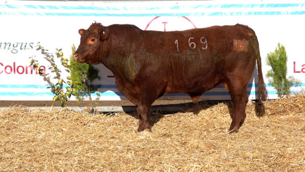 CORRAL 37 – MF. 169