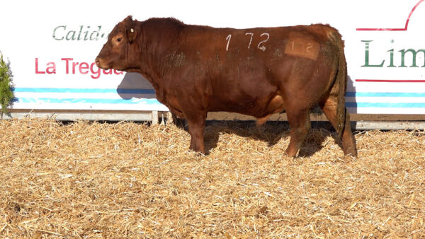 CORRAL 38 – MF. 172