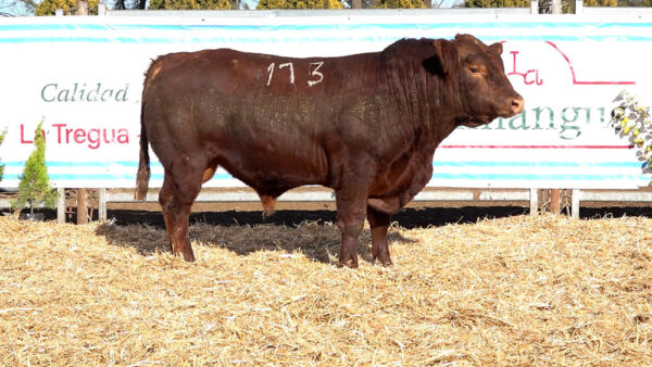 CORRAL 08 – MF. 173