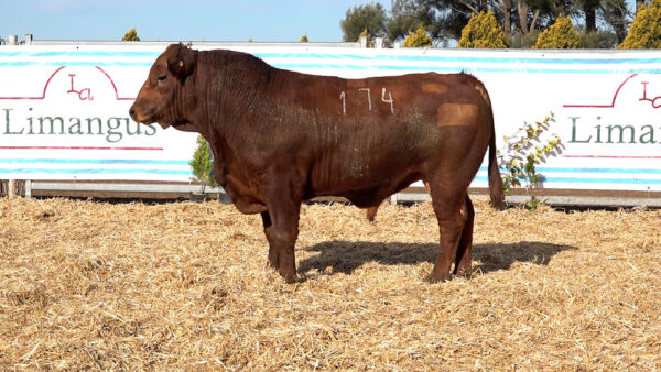 CORRAL 25 – MF. 174