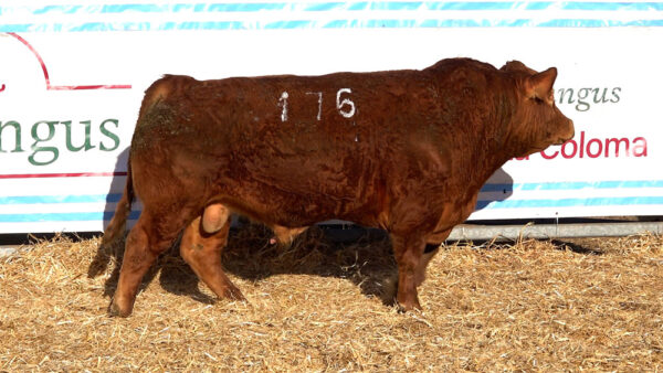 CORRAL 40 – MF. 176