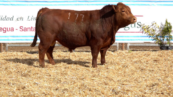 CORRAL 17 – MF. 177