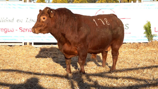 CORRAL 42 – MF. 178