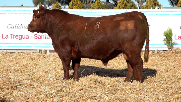 CORRAL 35 – MF. 18