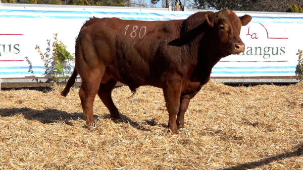 CORRAL 12 – MF. 180