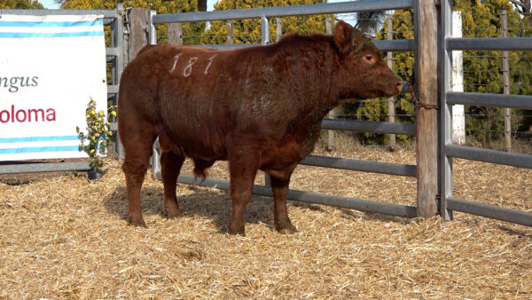 CORRAL 24 – MF. 181