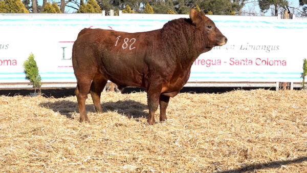 CORRAL 05 – MF. 182