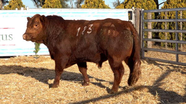 CORRAL 45 – MF. 183