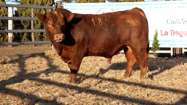 CORRAL 43 – MF. 184