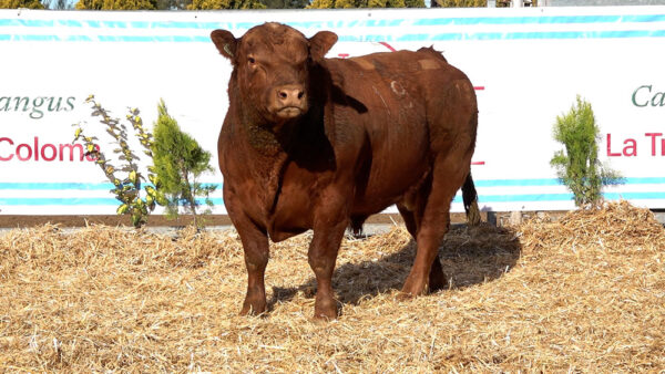 CORRAL 34 – MF. 19