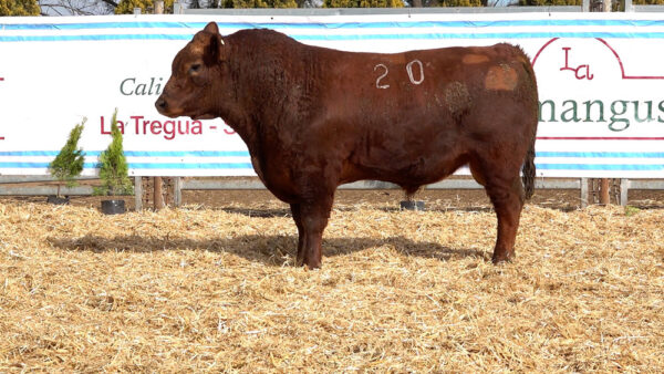 CORRAL 17 – MF. 20