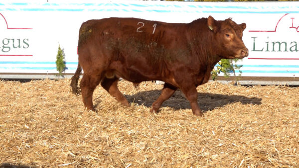 CORRAL 37 – MF. 21