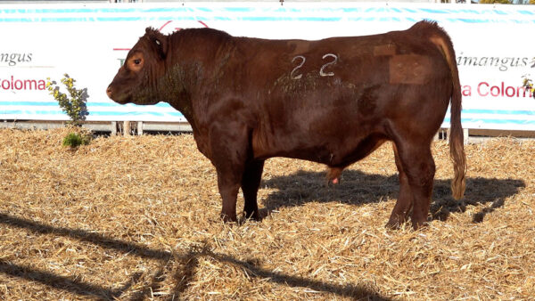 CORRAL 38 – MF. 22
