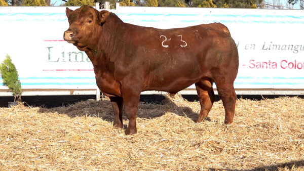 CORRAL 01 – MF. 23