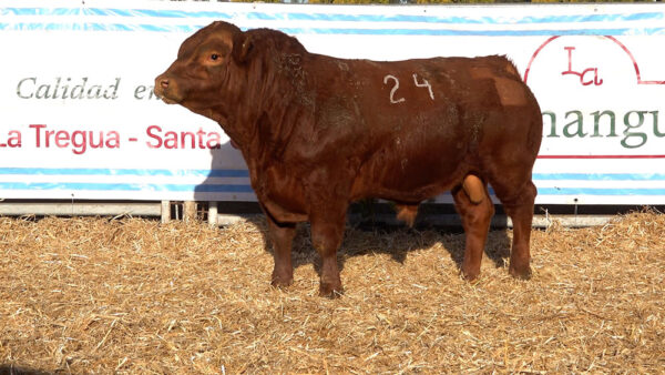 CORRAL 41 – MF. 24