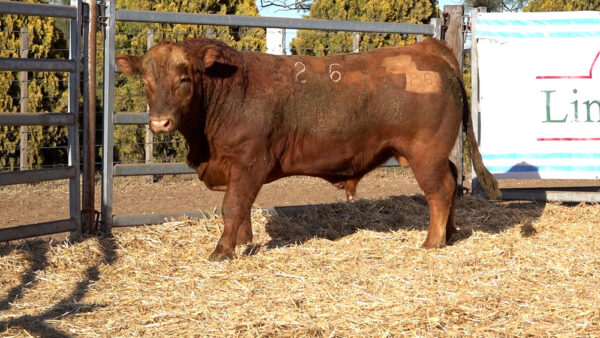 CORRAL 03 – MF. 26
