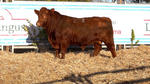 CORRAL 47 – MF. 28