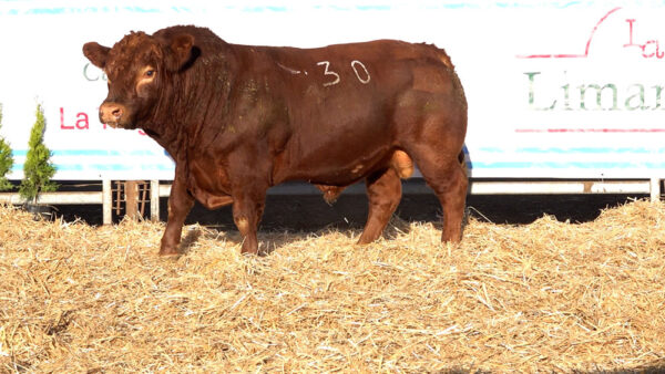 CORRAL 47 – MF. 30