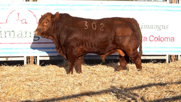 CORRAL 43 – MF. 302