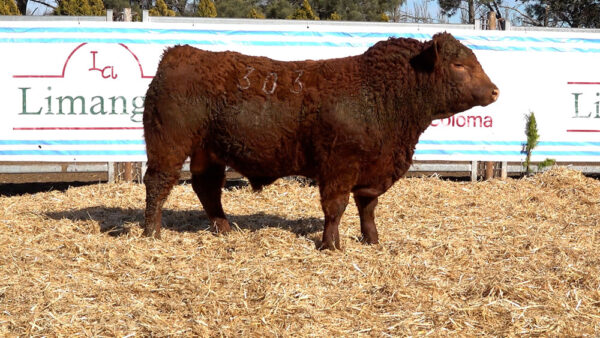 CORRAL 10 – MF. 303