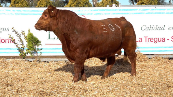 CORRAL 36 – MF. 304