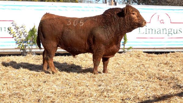 CORRAL 09 – MF. 305