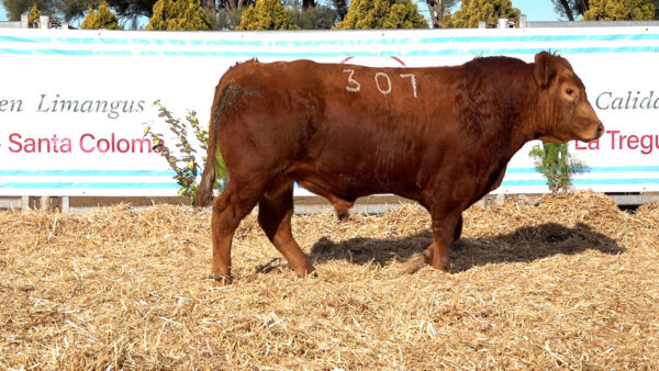 CORRAL 34 – MF. 307