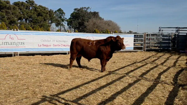 CORRAL 03 – MF. 31