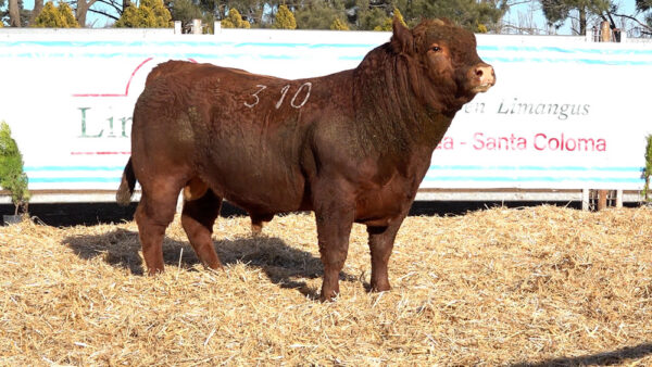 CORRAL 03 – MF. 310