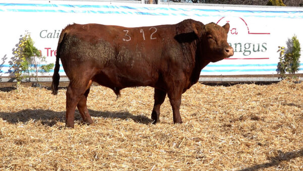 CORRAL 13 – MF. 312