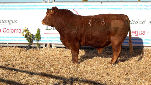 CORRAL 40 – MF. 313