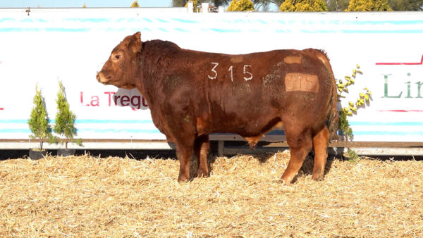 CORRAL 30 – MF. 315