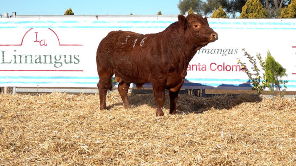 CORRAL 34 – MF. 316