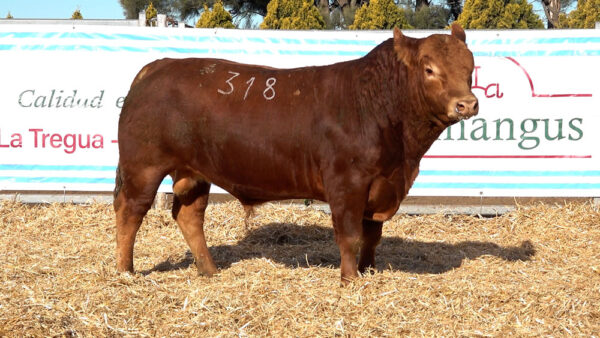 CORRAL 35 – MF. 318