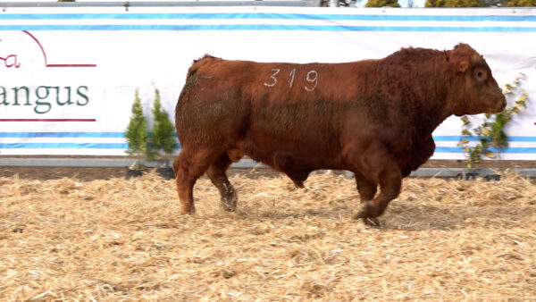 CORRAL 19 – MF. 319