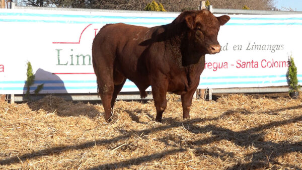 CORRAL 48 – MF. 32