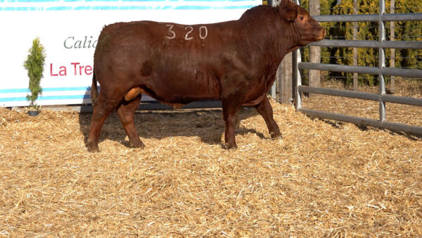 CORRAL 29 – MF. 320