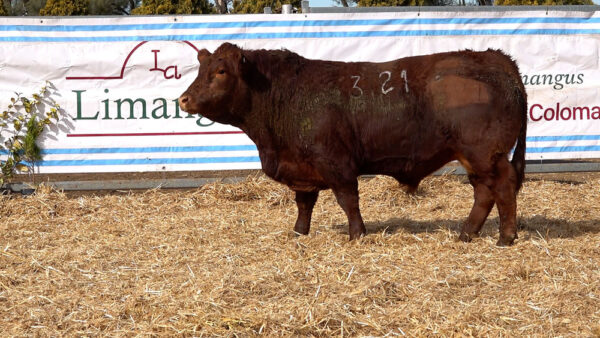 CORRAL 18 – MF. 321