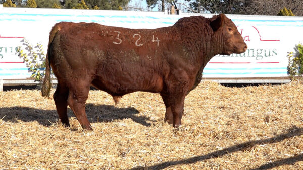 CORRAL 07 – MF. 324