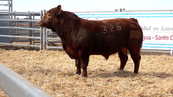 CORRAL 19 – MF. 325