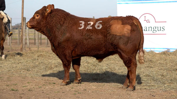 CORRAL 16 – MF. 326