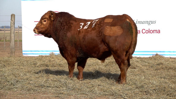 CORRAL 16 – MF. 327