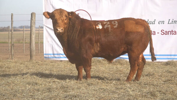 CORRAL 49 – MF. 329