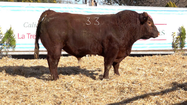 CORRAL 07 – MF. 33