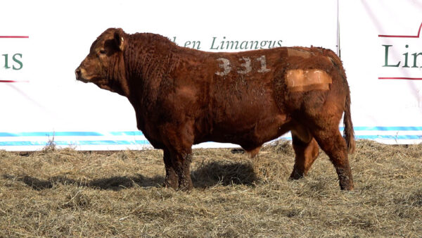 CORRAL 16 – MF. 331