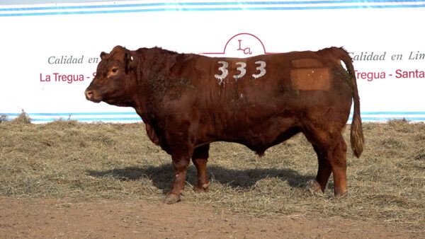 CORRAL 11 – MF. 333